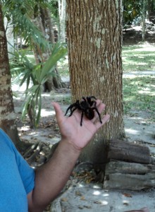 tarantula