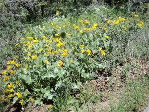 wildflowers